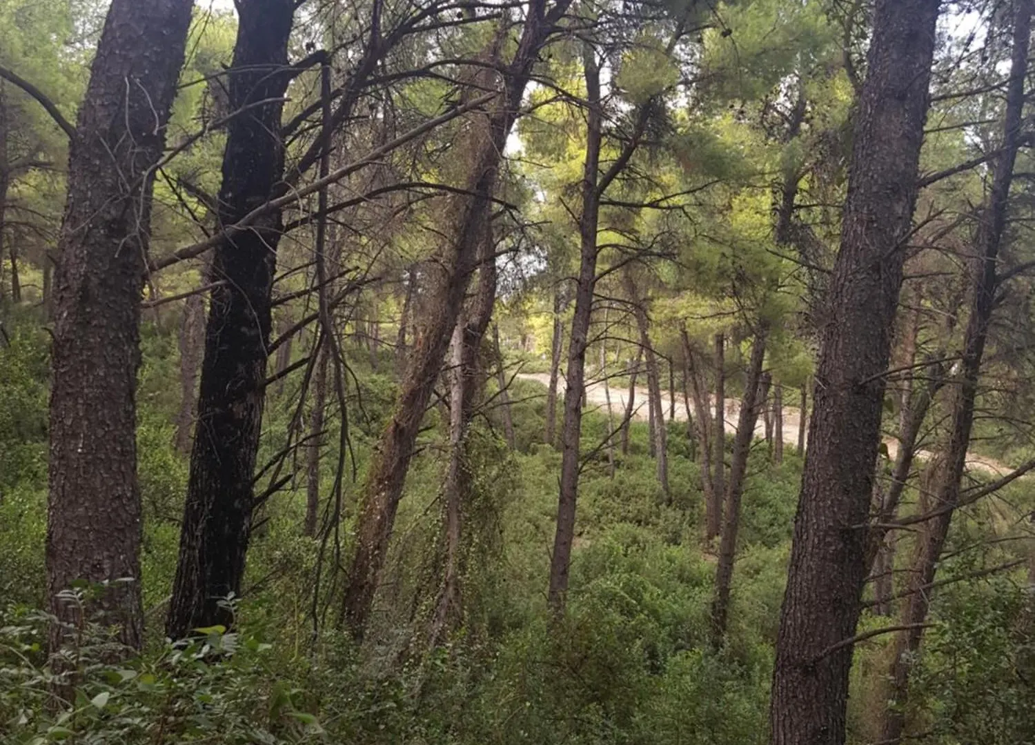 Holiday home Sani Forest House Greece