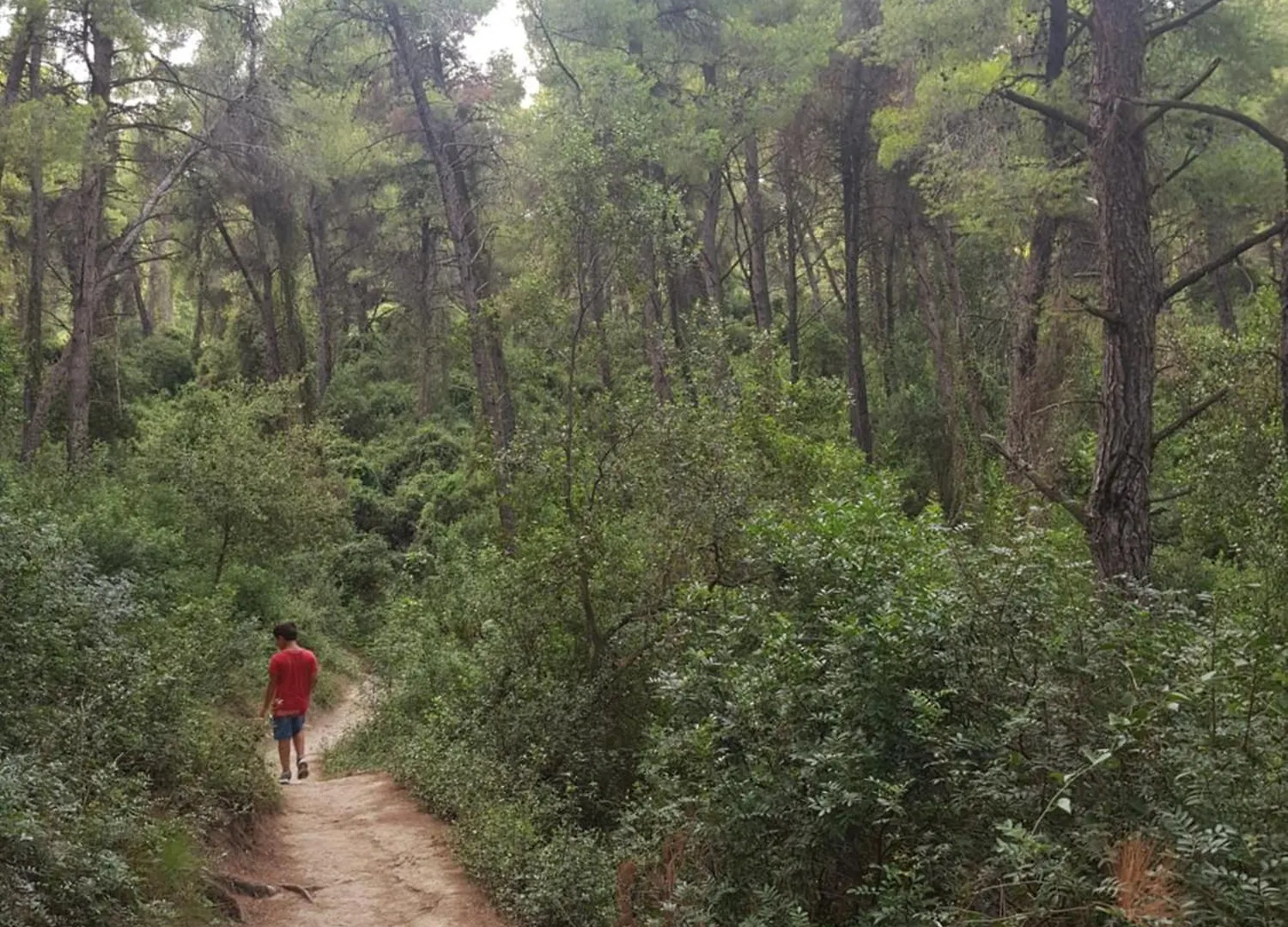 Sani Forest House